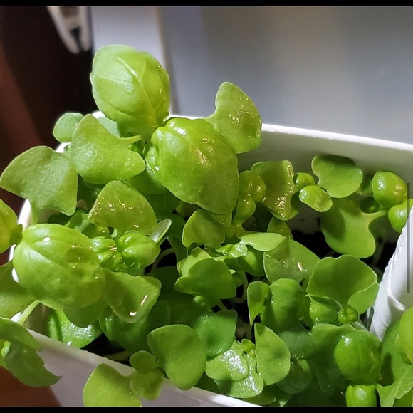 Indoor LED light planter 🌱🪴 - Picture 5 of 6